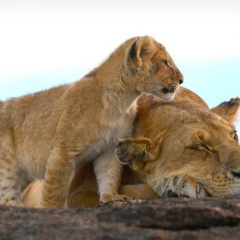 AFRICAN_SAFARI