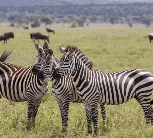 WhatsApp Image 2022-02-02 at 11.49.21 AM