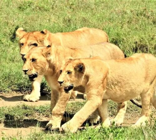 WhatsApp Image 2022-04-03 at 6.33.04 AM