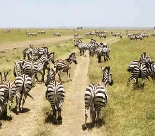 WhatsApp Image 2022-04-11 at 12.47.42 AM