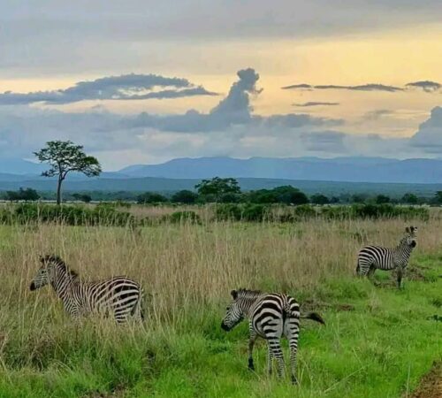 WhatsApp Image 2022-04-11 at 8.01.09 AM