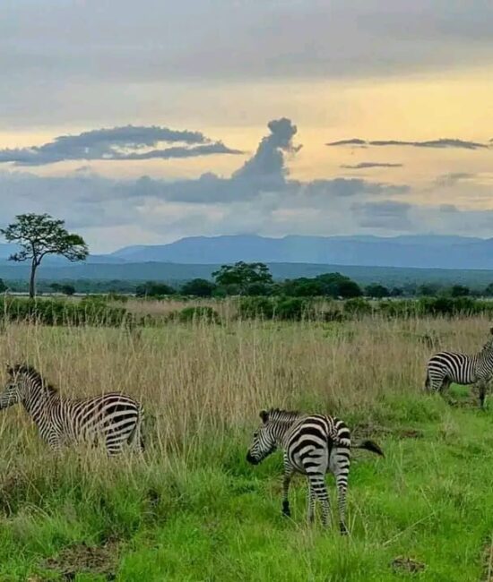 WhatsApp Image 2022-04-11 at 8.01.09 AM